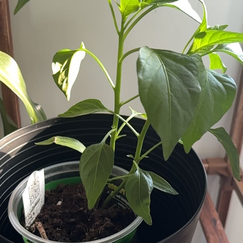 Photo of the plant species Jalapeño Pepper by @HotBluebugle59 named Coco on Greg, the plant care app