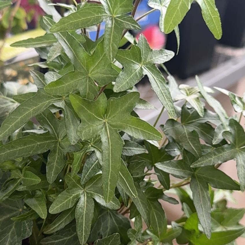 Photo of the plant species Fringed Passionflower by @PlayfulGuasca66 named Orwell on Greg, the plant care app