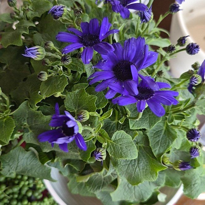 Photo of the plant species Pericallis 'Senetti Super Blue' by @KeyAnthemis82 named Planty on Greg, the plant care app