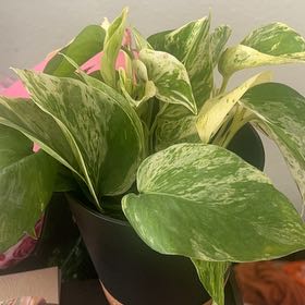 Photo of the plant species Devils Ivy by @YeveSoftcane19 named Delilah on Greg, the plant care app
