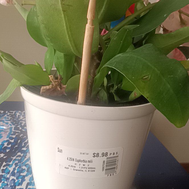 Photo of the plant species Euphorbia millotii by @LastingPawpaw59 named Doja Cat on Greg, the plant care app
