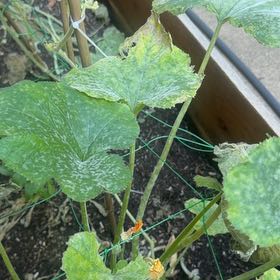 Photo of the plant species Summer Squash by @SirRamarama93 named Stella on Greg, the plant care app