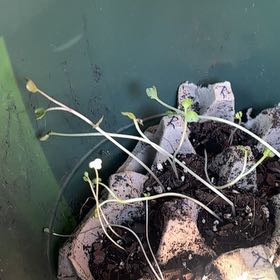Photo of the plant species Flame Buttercup by @TenderBasil50 named Gaga on Greg, the plant care app