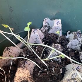 Photo of the plant species Radish by @TenderBasil50 named Shakira on Greg, the plant care app