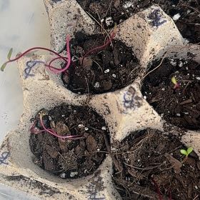 Photo of the plant species Forked Sundew by @TenderBasil50 named Bruce Lee on Greg, the plant care app