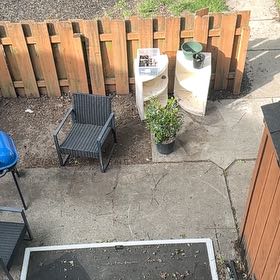 Photo of the plant species China Boy Holly by @TenderBasil50 named Sahara on Greg, the plant care app