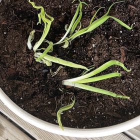 Photo of the plant species Daylily 'El Desperado' by @StalwartHope24 named Muhammad Ali on Greg, the plant care app