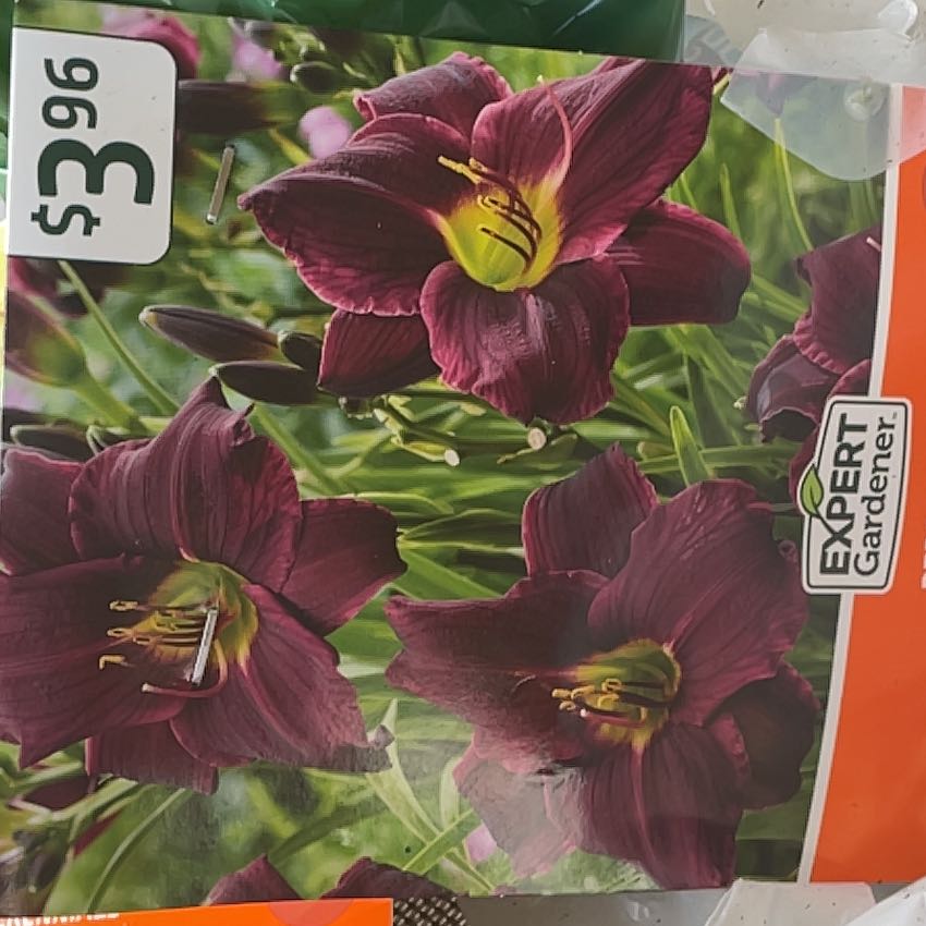 Photo of the plant species Daylily 'Grape Magic' by @StalwartHope24 named Foxxy on Greg, the plant care app