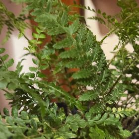 Photo of the plant species Braun's Holly Fern by @AceSeaaster97 named Adolf Hitler on Greg, the plant care app
