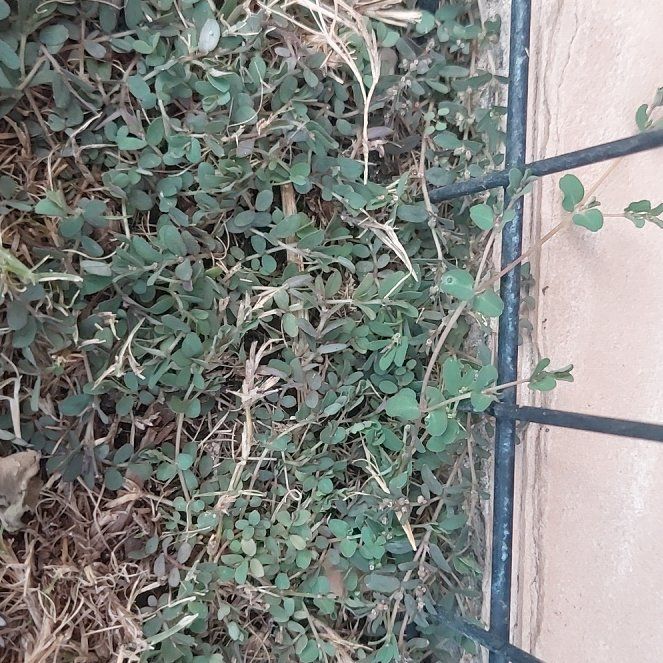 Photo of the plant species Blue Weed by @NiceMarigold22 named da Vinci on Greg, the plant care app