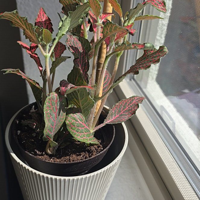 Photo of the plant species Fittonia 'Ruby Red' by @UniquelyGrass1 named Oscar on Greg, the plant care app