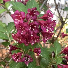 Photo of the plant species Redclaws by @ModelMoss8 named Sanders on Greg, the plant care app