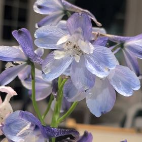 Photo of the plant species Jacob's Ladder by @ModelMoss8 named LiloStitch on Greg, the plant care app