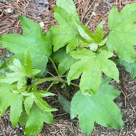Photo of the plant species American Sweetgum by @ModelMoss8 named Huckleberry Fern on Greg, the plant care app