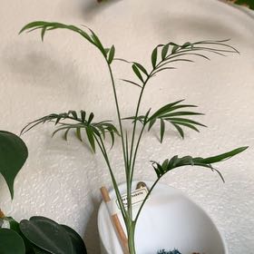 Photo of the plant species neantha bella palm by @KatyaS named Demi on Greg, the plant care app