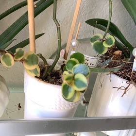 Photo of the plant species Variegated Trailing Jade Plant 'Comet' by @KatyaS named Kendall on Greg, the plant care app