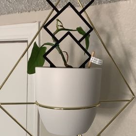 Photo of the plant species Horsehead Philodendron by @KatyaS named Delilah on Greg, the plant care app