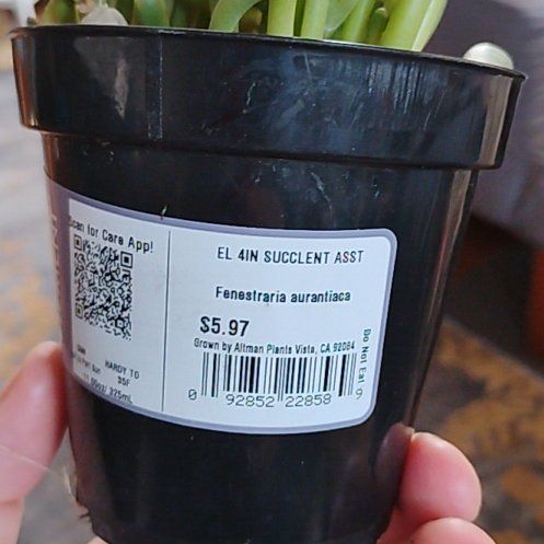 Photo of the plant species Checkered Lily by @PerfectMystax77 named Gomez on Greg, the plant care app