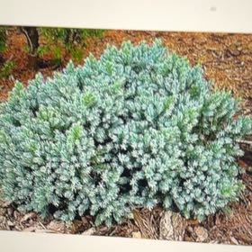 Photo of the plant species Blue Star Juniper by @PrimeBibi53 named Scarlett on Greg, the plant care app