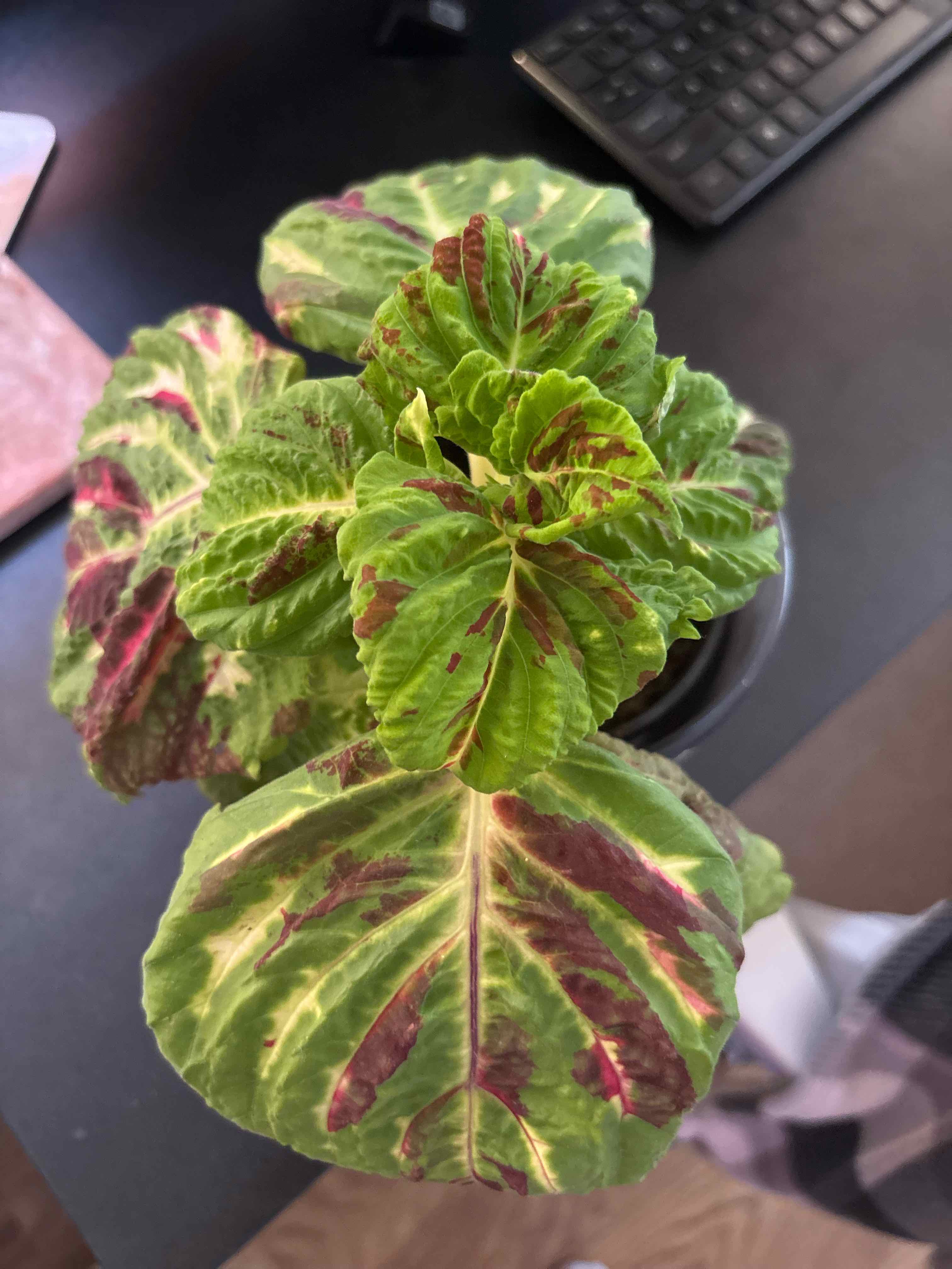 Photo of the plant species Coleus Kong by @i3et5y named Gaga on Greg, the plant care app