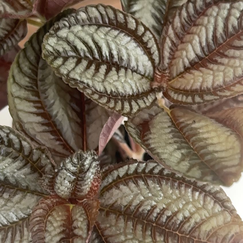 Photo of the plant species Pilea involucrata 'Norfolk' by @i3et5y named Godzilla on Greg, the plant care app