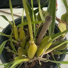 Photo of the plant species Coconut Orchid by @i3et5y named Max Nuts on Greg, the plant care app