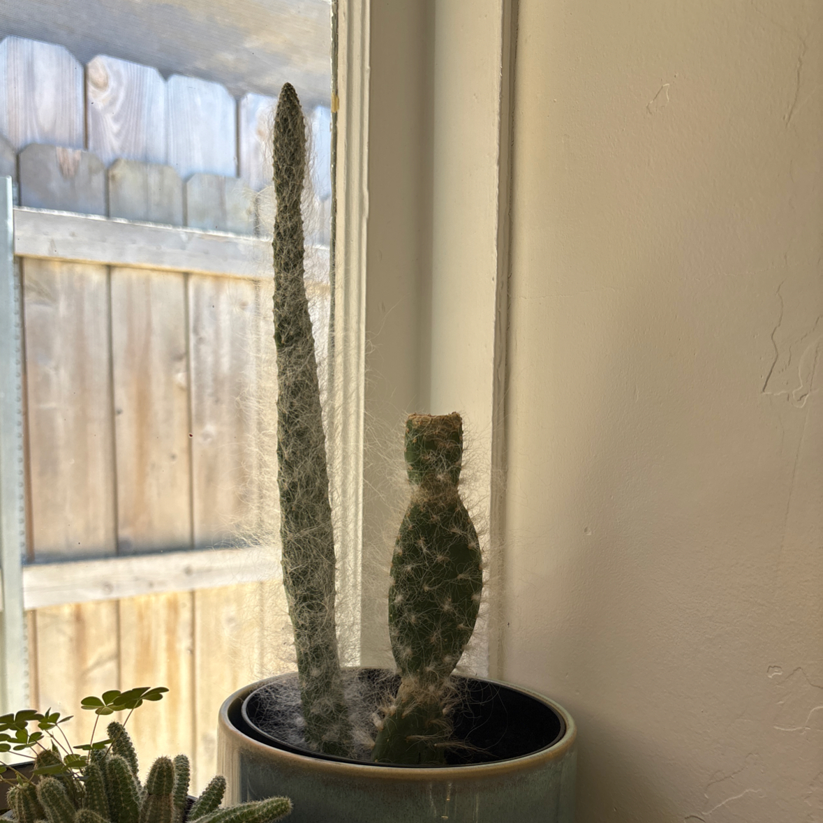 Photo of the plant species Snow Prickly Pear by @i3et5y named Harry on Greg, the plant care app