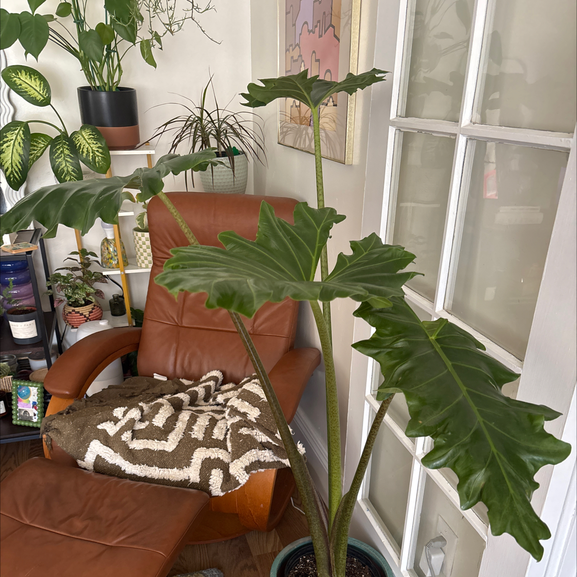 Photo of the plant species Calidora Elephant's Ear by @i3et5y named Duchess on Greg, the plant care app