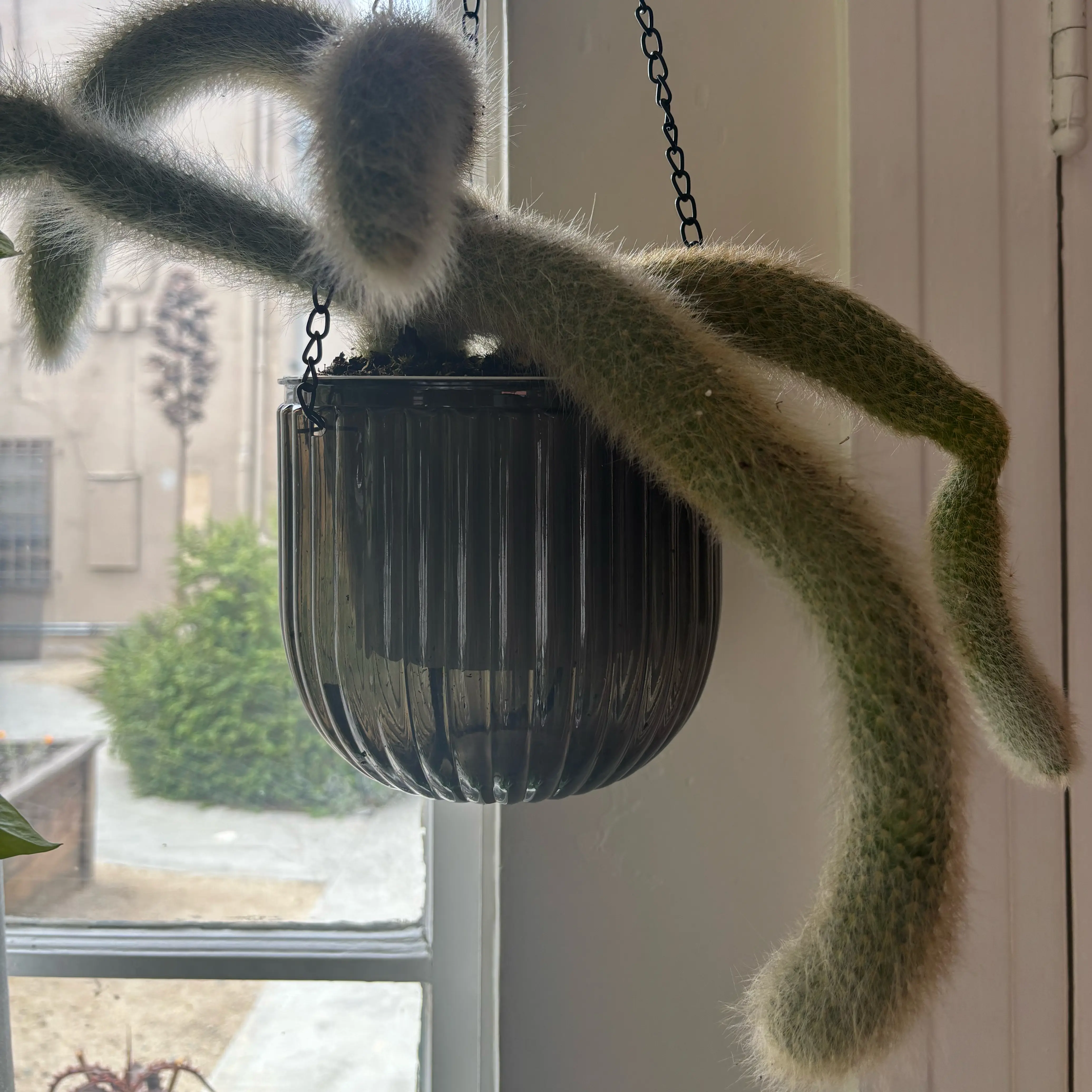Photo of the plant species Monkey's Tail Cactus by @i3et5y named Curious George on Greg, the plant care app