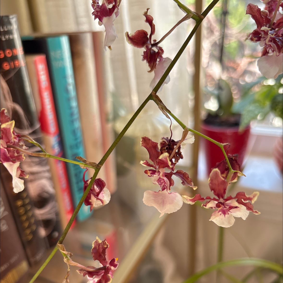 Photo of the plant species Oncidium sharry baby 'Sweet Fragrance' by @i3et5y named Coco on Greg, the plant care app