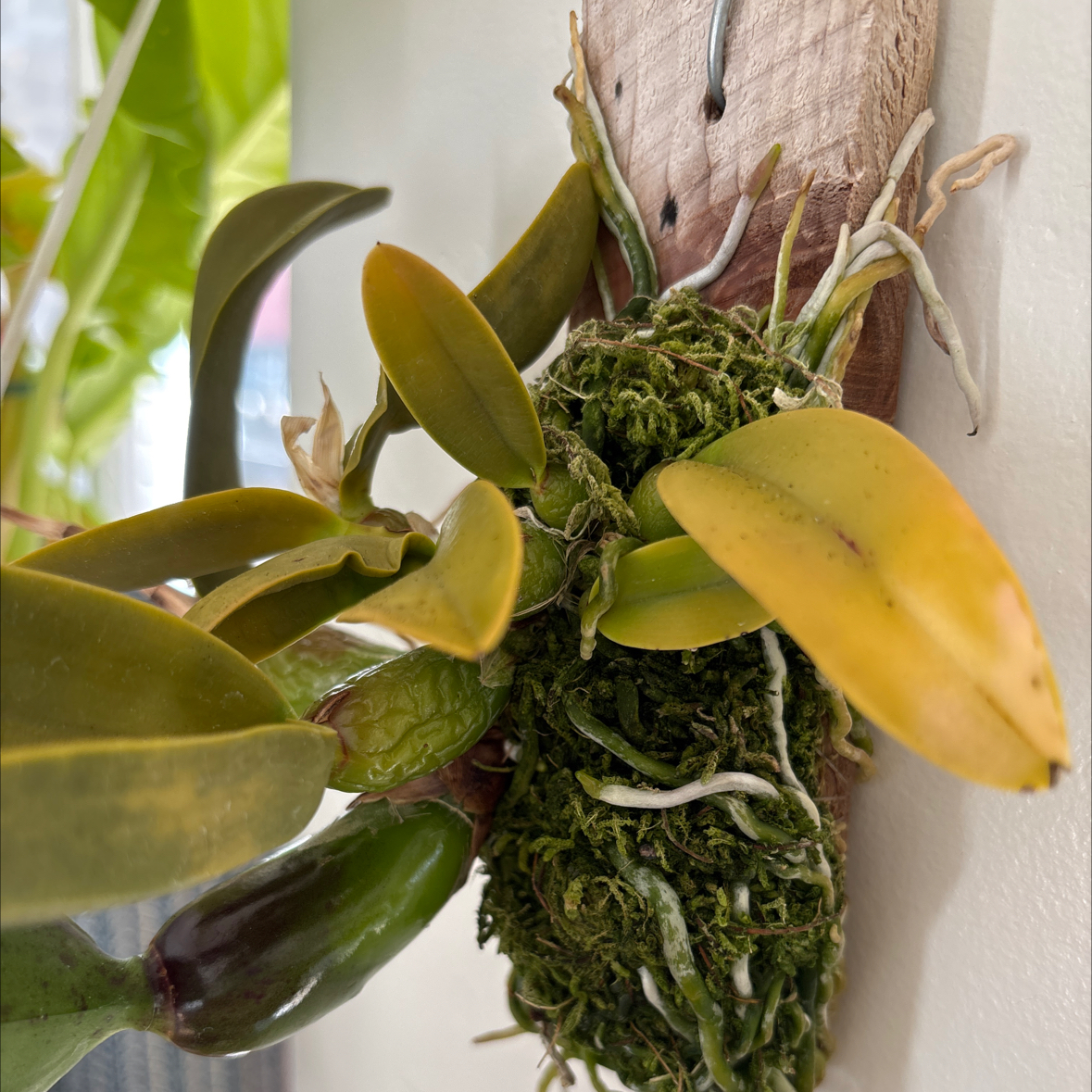 Photo of the plant species Laeliocattleya by @i3et5y named Mogli on Greg, the plant care app