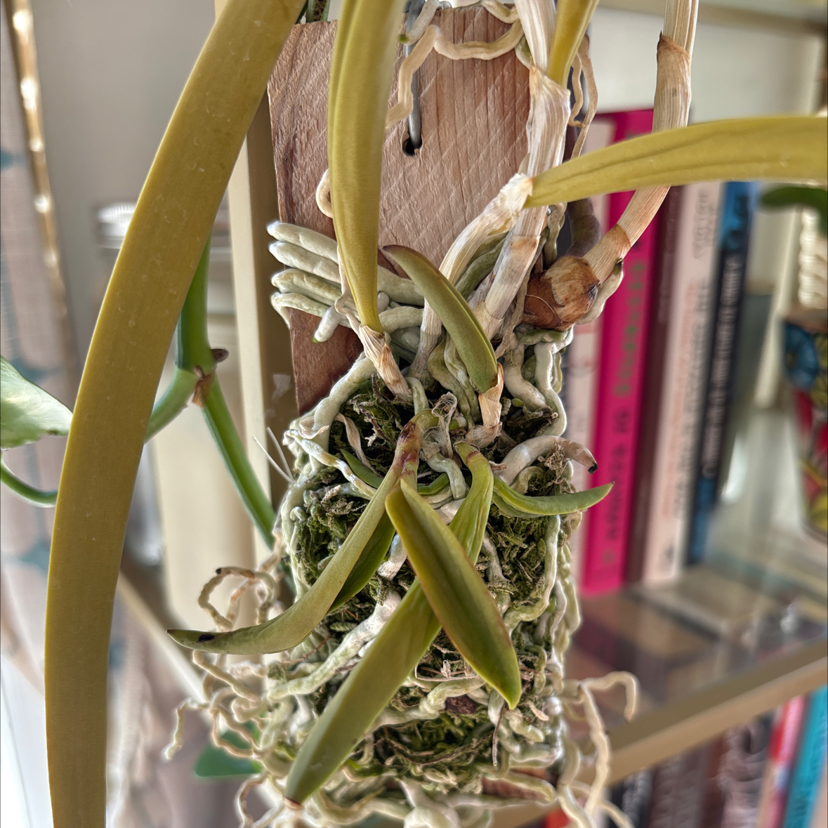 Photo of the plant species Brassolaeliocattleya Hybrid by @i3et5y named The Grouch on Greg, the plant care app