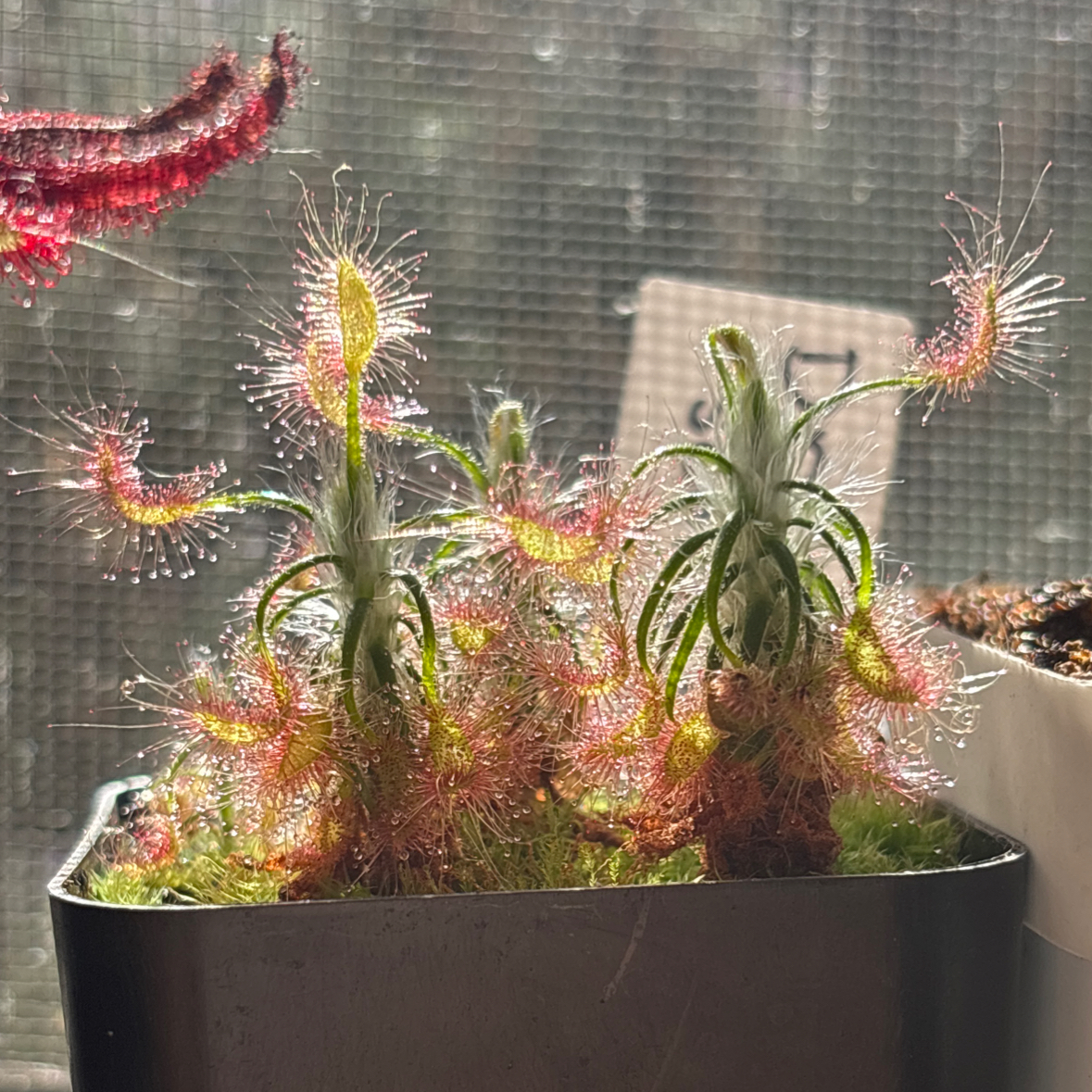 Photo of the plant species Scorpio Sundew by @i3et5y named Harry on Greg, the plant care app