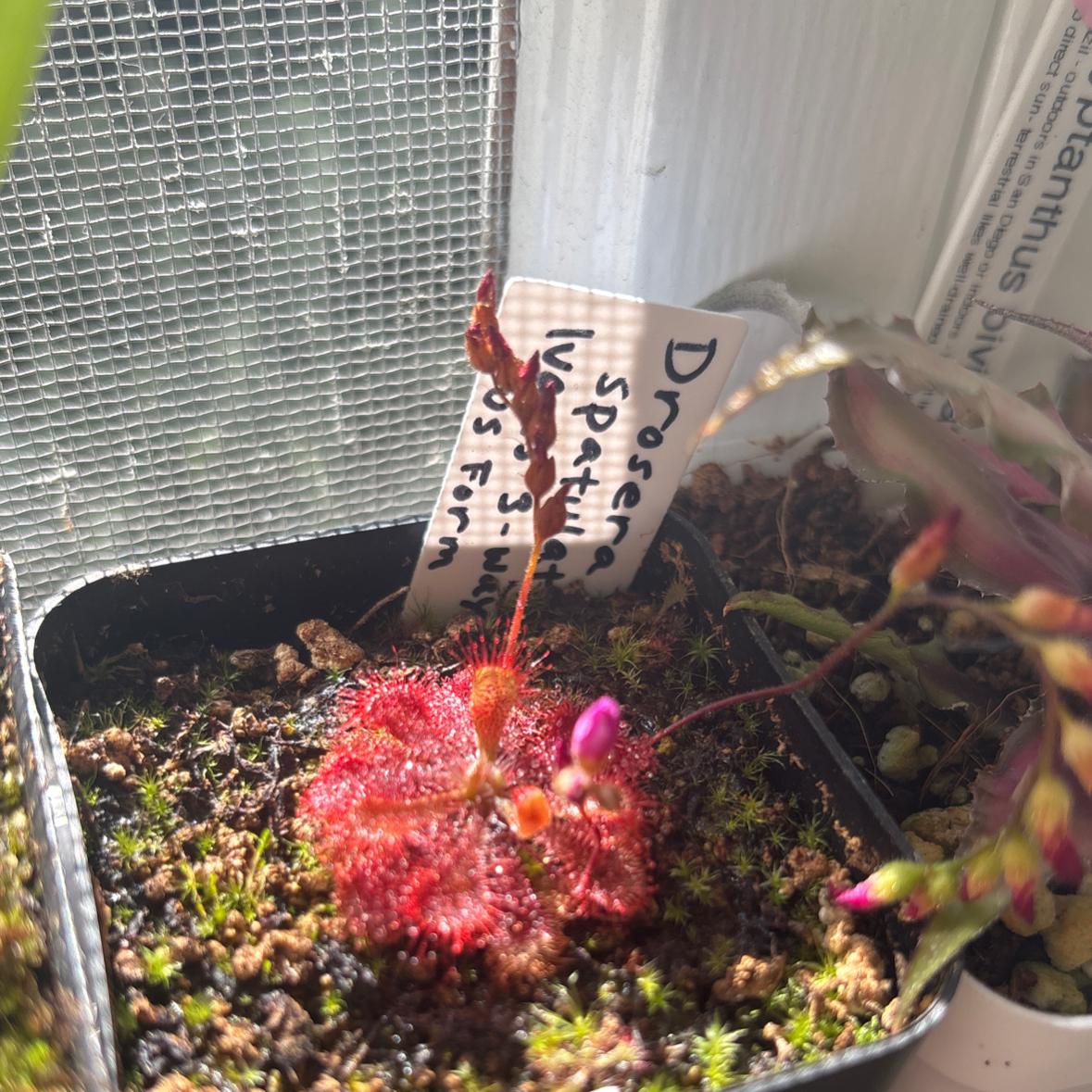 Photo of the plant species Spoon-Leaved Sundew by @i3et5y named Nemo on Greg, the plant care app