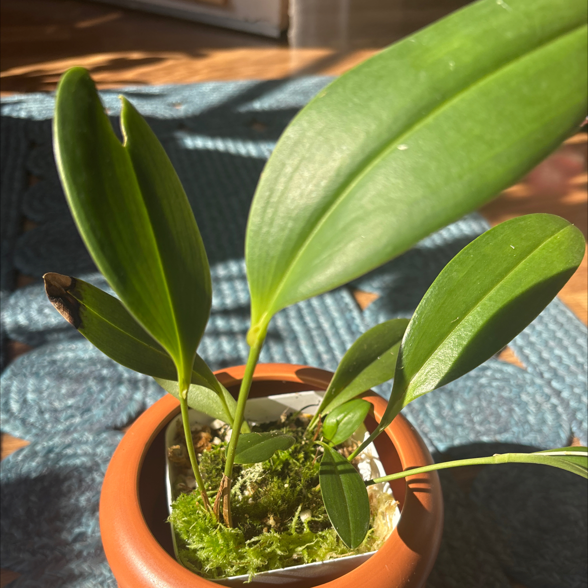 Photo of the plant species Dragonstone Orchid by @i3et5y named Dragon Ball Z on Greg, the plant care app