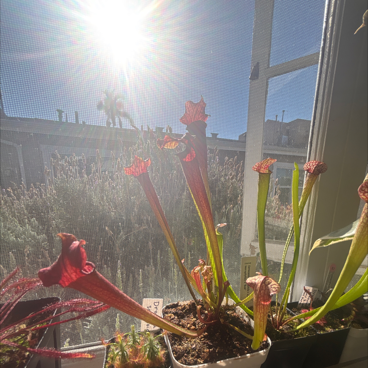 Photo of the plant species Alabama Pitcher Plant by @i3et5y named Geppetto on Greg, the plant care app