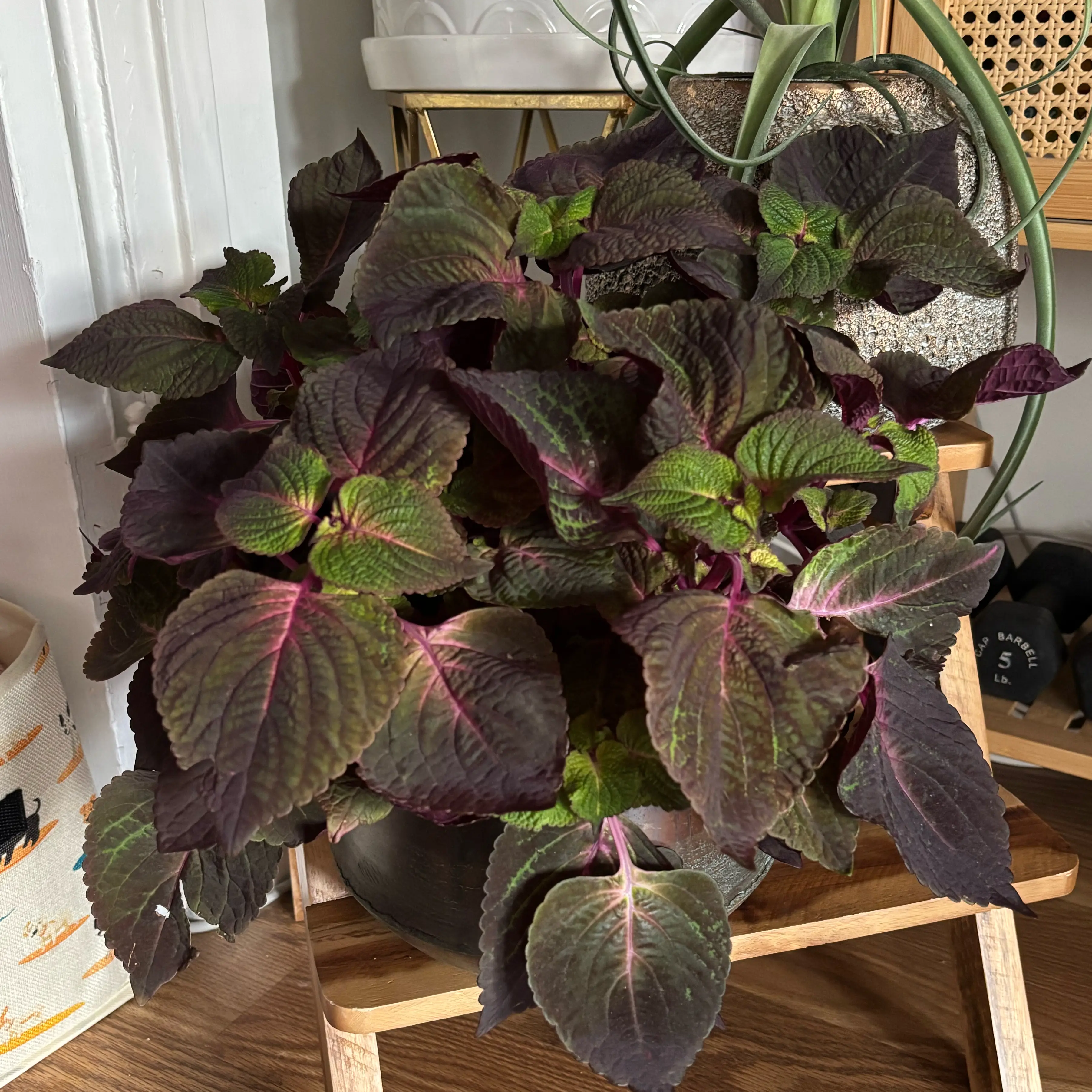 Photo of the plant species Magilla Perilla by @i3et5y named Beefcake on Greg, the plant care app