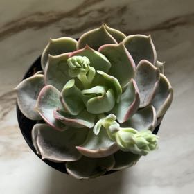 Photo of the plant species Echeveria Hybrid by @HomelyCalendula named Mochi on Greg, the plant care app
