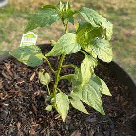 Photo of the plant species Giant Jalapeno Pepper by @LitheCentro47 named Pax on Greg, the plant care app