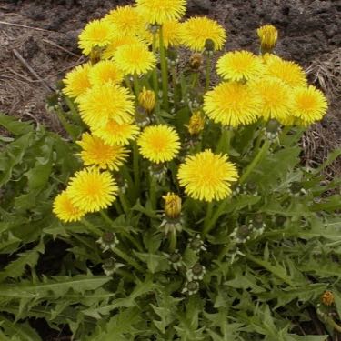 Photo of the plant species Rock Dandelion by @ZippyWitch named Mochi on Greg, the plant care app