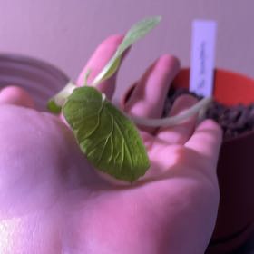 Photo of the plant species Sugar Pie Pumpkin by @ZestyChia93 named Mando on Greg, the plant care app