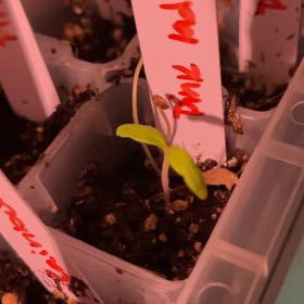 Photo of the plant species Tomato 'Pink Girl' by @ZestyChia93 named Kendall on Greg, the plant care app