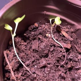 Photo of the plant species Brussel Sprout by @ZestyChia93 named Leonardo on Greg, the plant care app