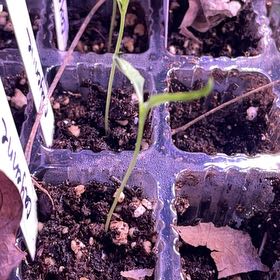 Photo of the plant species Cayenne Pepper by @ZestyChia93 named Girlfrond on Greg, the plant care app