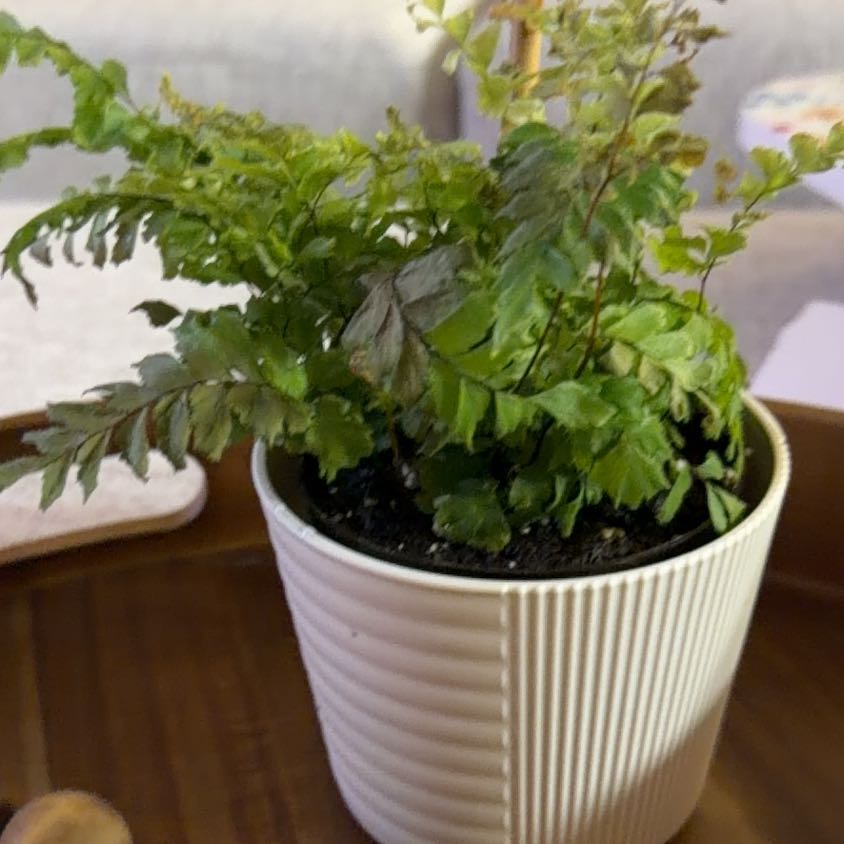 Photo of the plant species Adiantum 'Bronze Venus' by @HealthyTawa87 named Foxxy on Greg, the plant care app