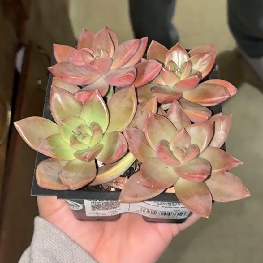Photo of the plant species succulent by @RomanticBeech0 named Sunni on Greg, the plant care app