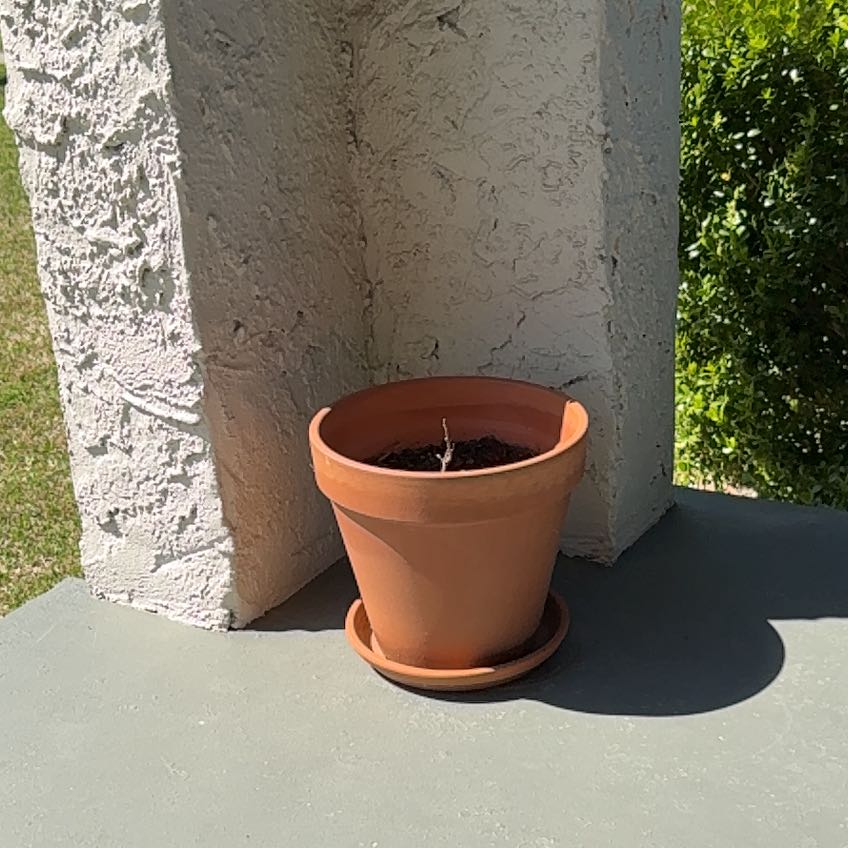 Photo of the plant species Viburnum by @ToughPeanut84 named Reba on Greg, the plant care app