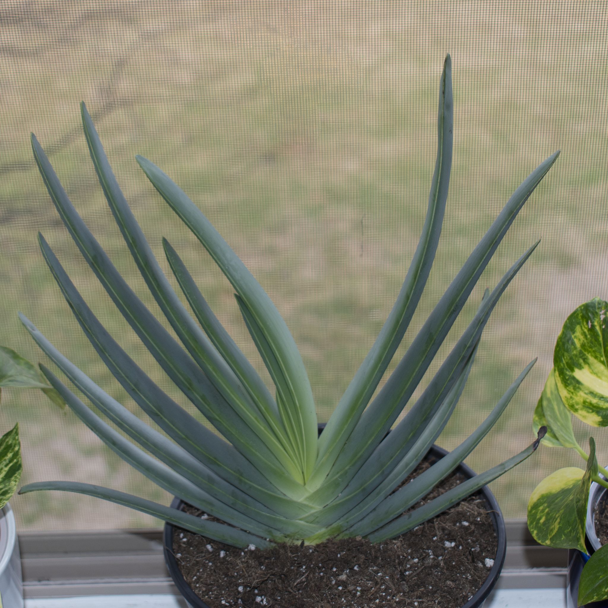 Photo of the plant species Fan Aloe by @WinBonsi26 named La Abanico 🪭 on Greg, the plant care app
