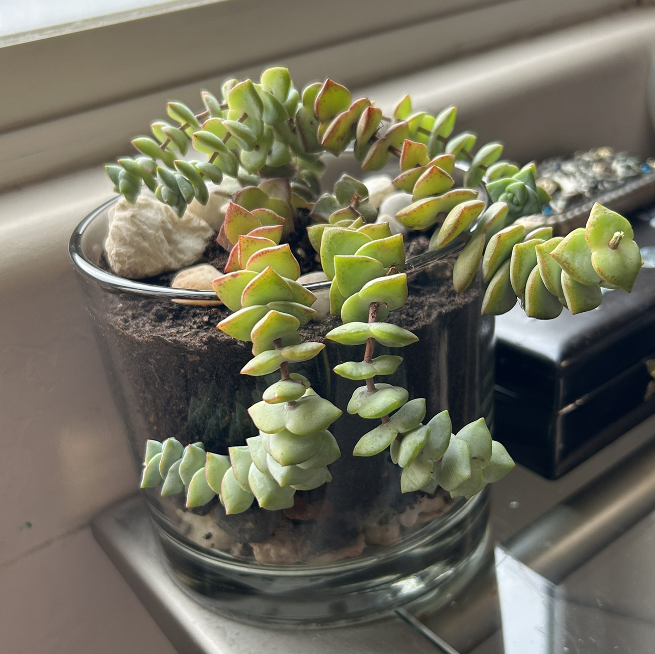Photo of the plant species Rosary Vine by @NeatSweetbaby95 named Francis on Greg, the plant care app
