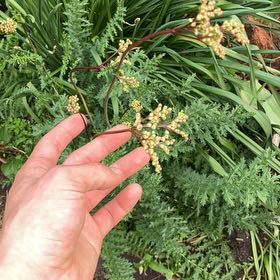 Photo of the plant species Filipendula Vulgaris by @OodlesGreen83 named Dolores on Greg, the plant care app